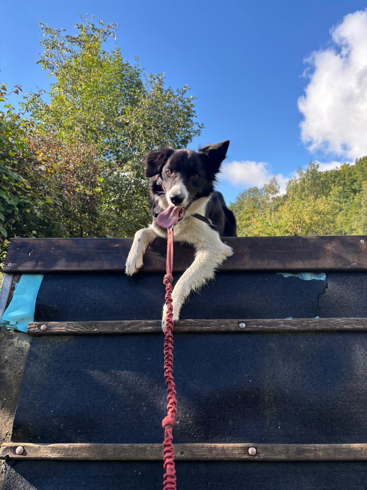 Visuel 2 éduacation canine
